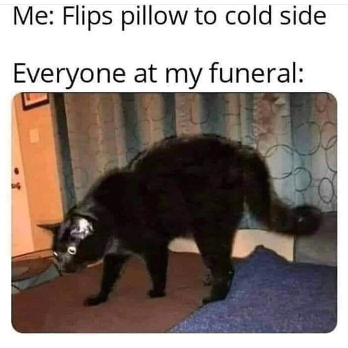 Get Ready to Giggle: 75 Animal Memes That Are Basically Comedy Gold