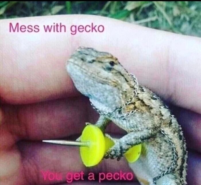 Get Ready to Giggle: 75 Animal Memes That Are Basically Comedy Gold
