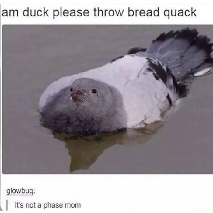 Get Ready to Giggle: 75 Animal Memes That Are Basically Comedy Gold
