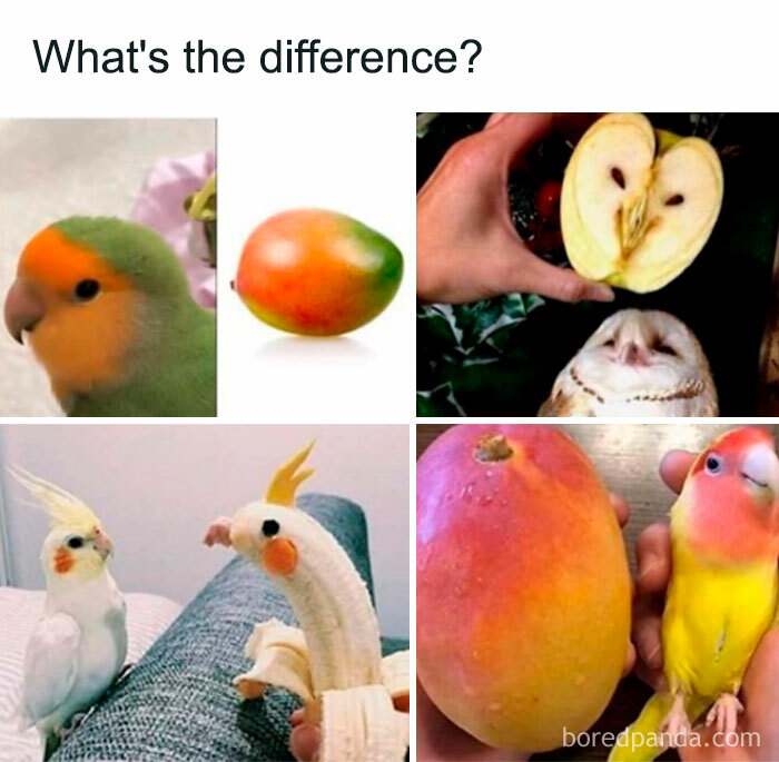 Get Ready to Giggle: 75 Animal Memes That Are Basically Comedy Gold