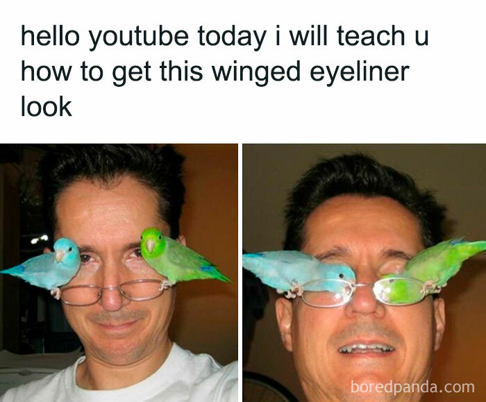 Get Ready to Giggle: 75 Animal Memes That Are Basically Comedy Gold