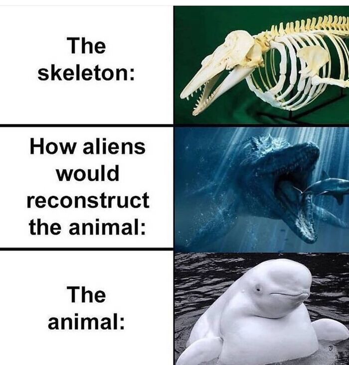 Get Ready to Giggle: 75 Animal Memes That Are Basically Comedy Gold