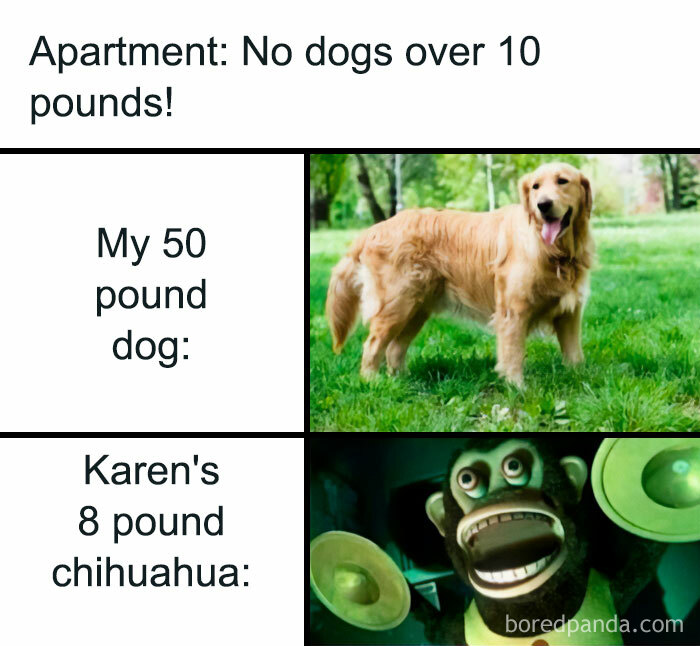 Get Ready to Giggle: 75 Animal Memes That Are Basically Comedy Gold