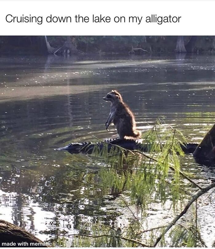 Get Ready to Giggle: 75 Animal Memes That Are Basically Comedy Gold