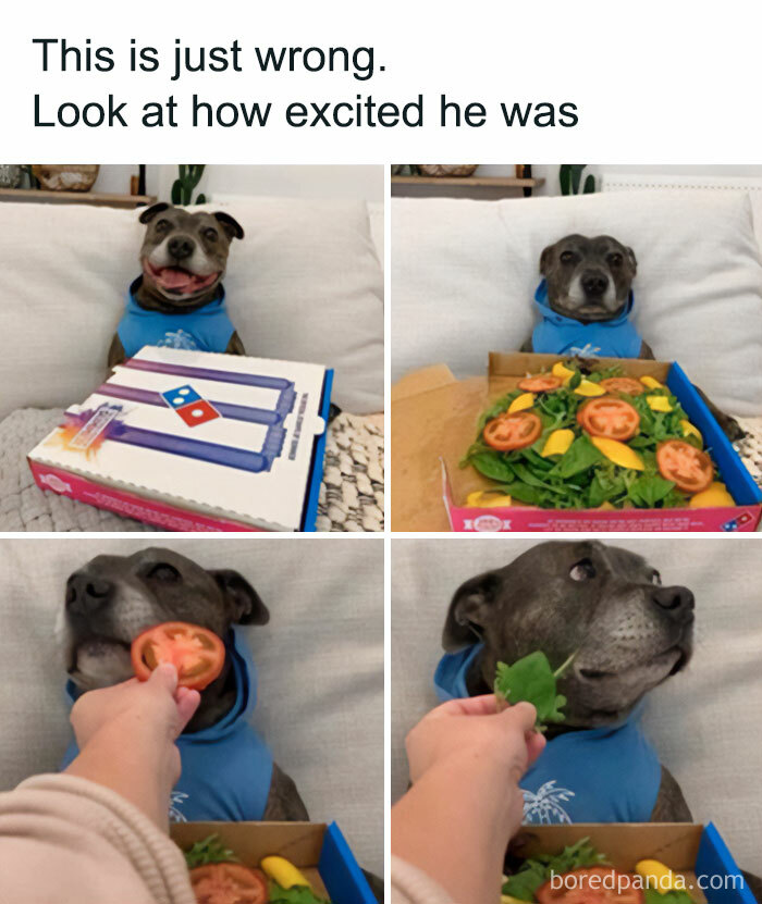 Get Ready to Giggle: 75 Animal Memes That Are Basically Comedy Gold