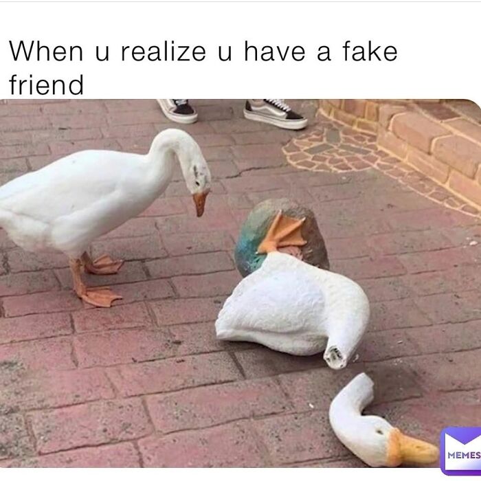 Get Ready to Giggle: 75 Animal Memes That Are Basically Comedy Gold