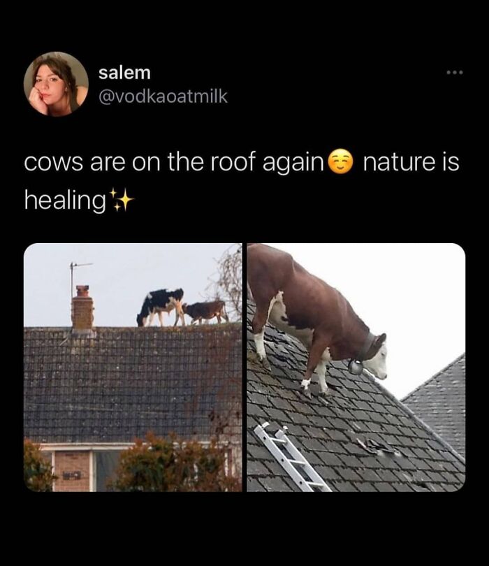 Get Ready to Giggle: 75 Animal Memes That Are Basically Comedy Gold