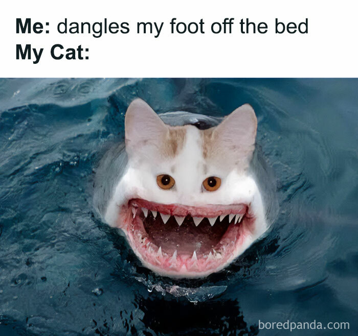 Get Ready to Giggle: 75 Animal Memes That Are Basically Comedy Gold