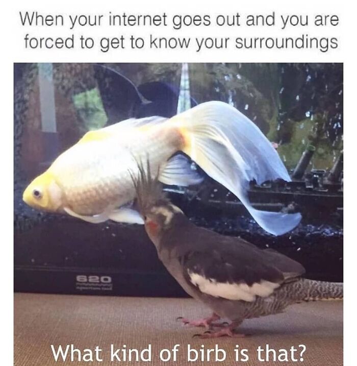 Get Ready to Giggle: 75 Animal Memes That Are Basically Comedy Gold