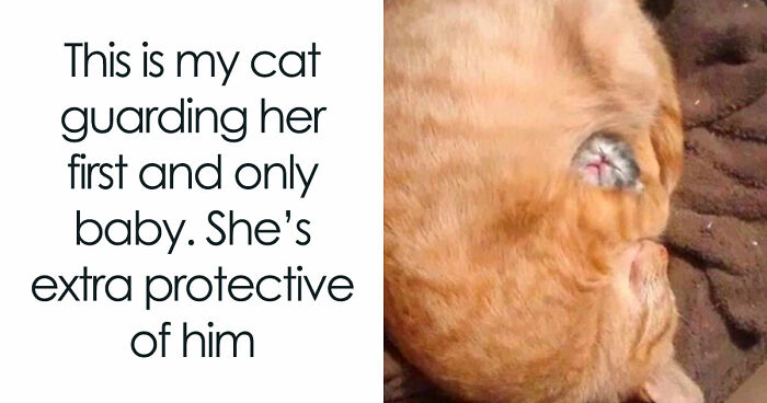 The 60 Funniest Animal Pics That Will Totally Make Your Day