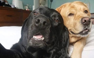 The 60 Funniest Animal Pics That Will Totally Make Your Day