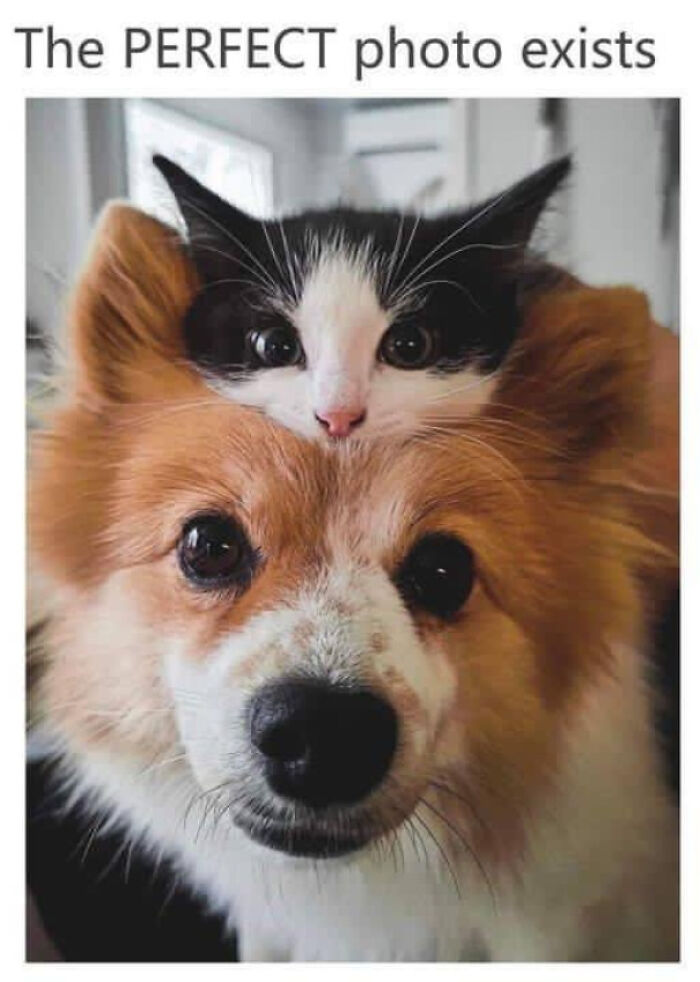 Absolute Perfection in One Fuzzy Package