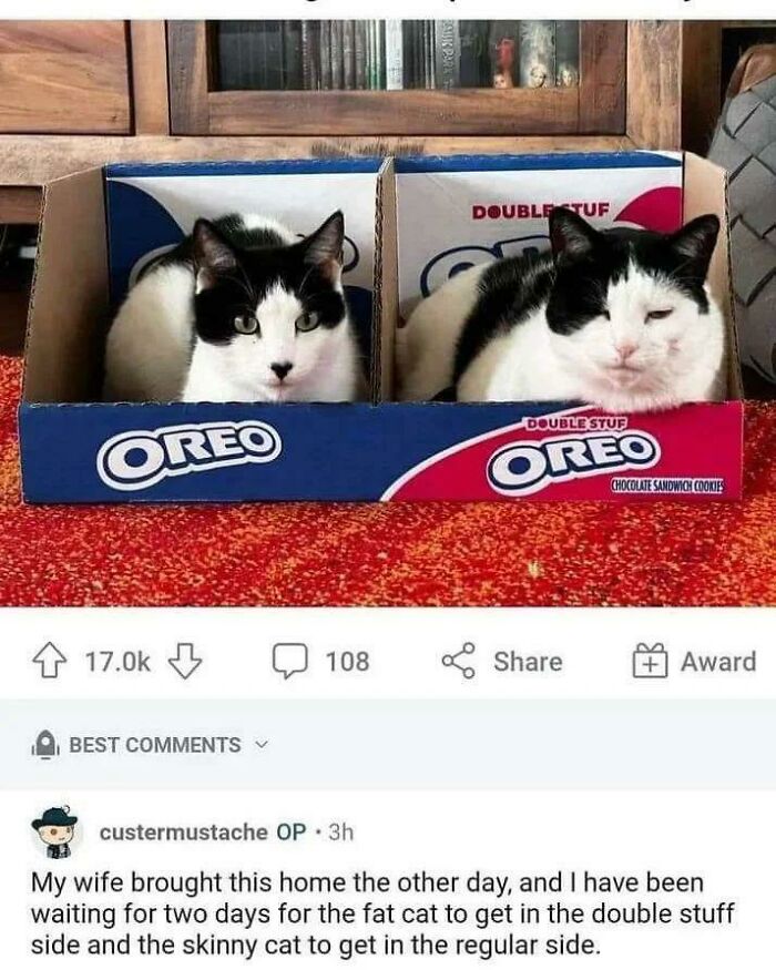 Oreo Cat: Sweet and Mysterious