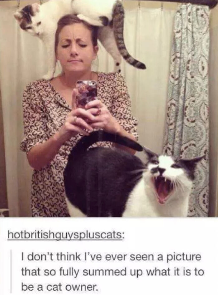 Living the Human Cat Tree Life