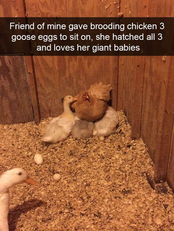 The 60 Funniest Animal Pics That Will Totally Make Your Day
