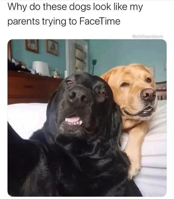 The 60 Funniest Animal Pics That Will Totally Make Your Day