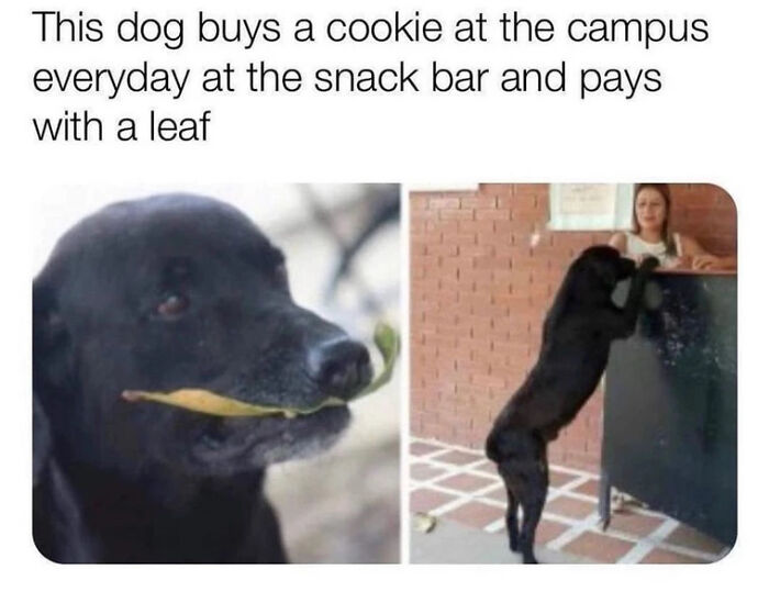 The 60 Funniest Animal Pics That Will Totally Make Your Day