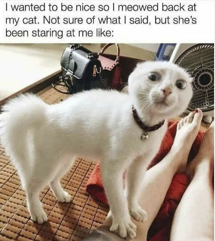 The 60 Funniest Animal Pics That Will Totally Make Your Day