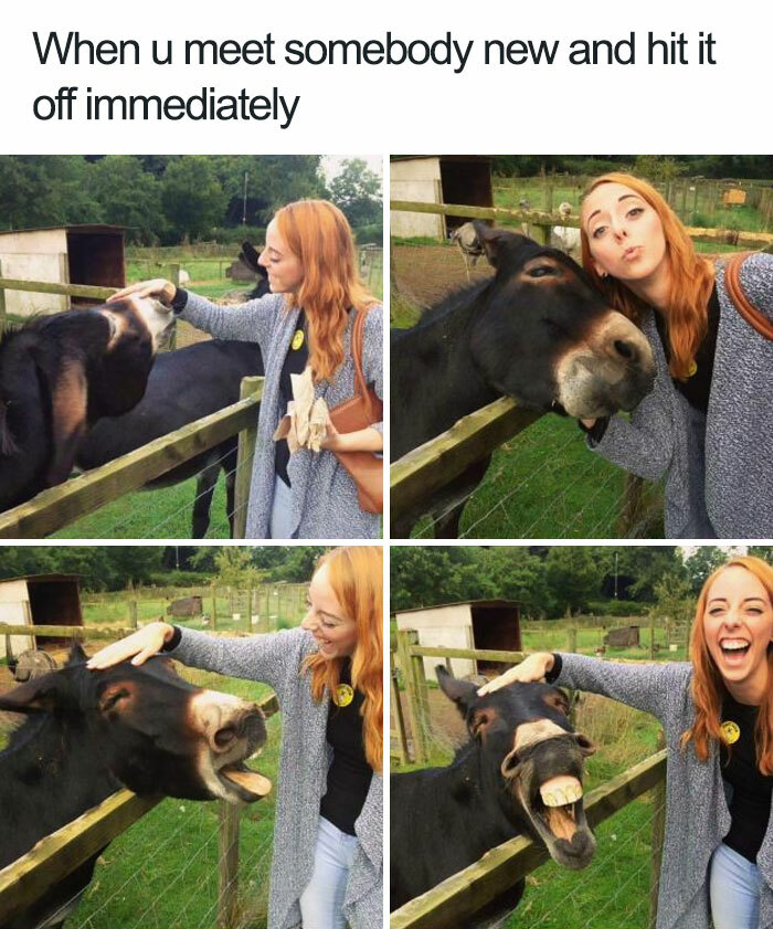 The 60 Funniest Animal Pics That Will Totally Make Your Day
