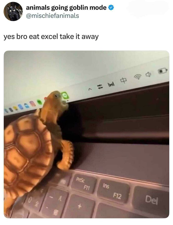 The 60 Funniest Animal Pics That Will Totally Make Your Day