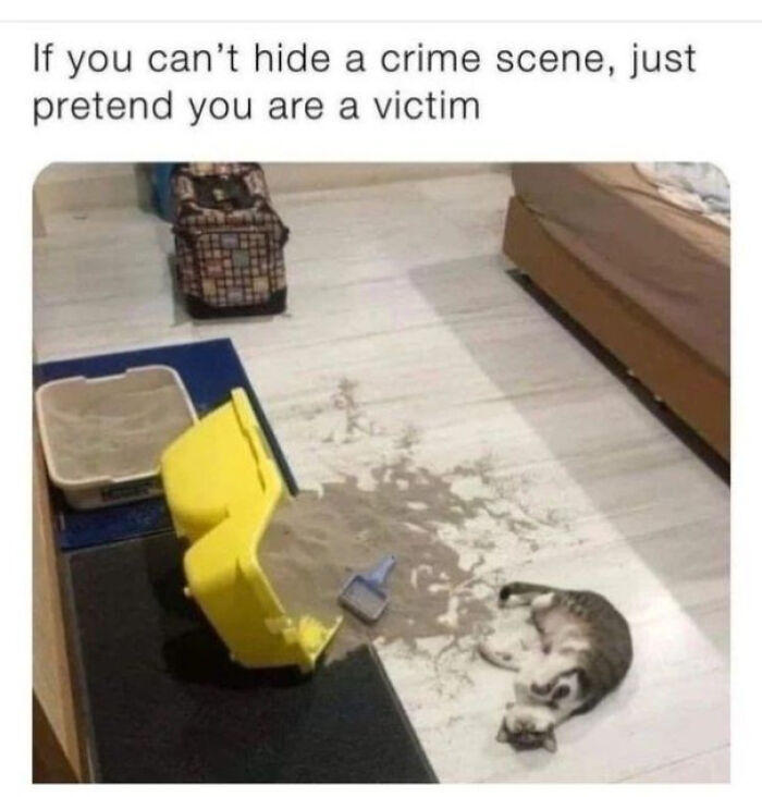 The 60 Funniest Animal Pics That Will Totally Make Your Day