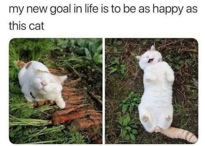 The 60 Funniest Animal Pics That Will Totally Make Your Day