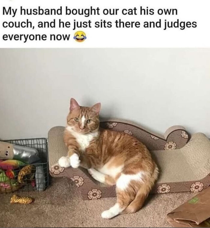 The 60 Funniest Animal Pics That Will Totally Make Your Day