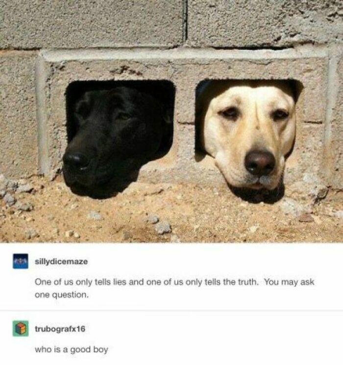 The 60 Funniest Animal Pics That Will Totally Make Your Day