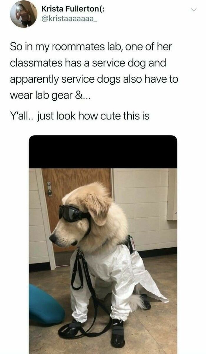 The 60 Funniest Animal Pics That Will Totally Make Your Day