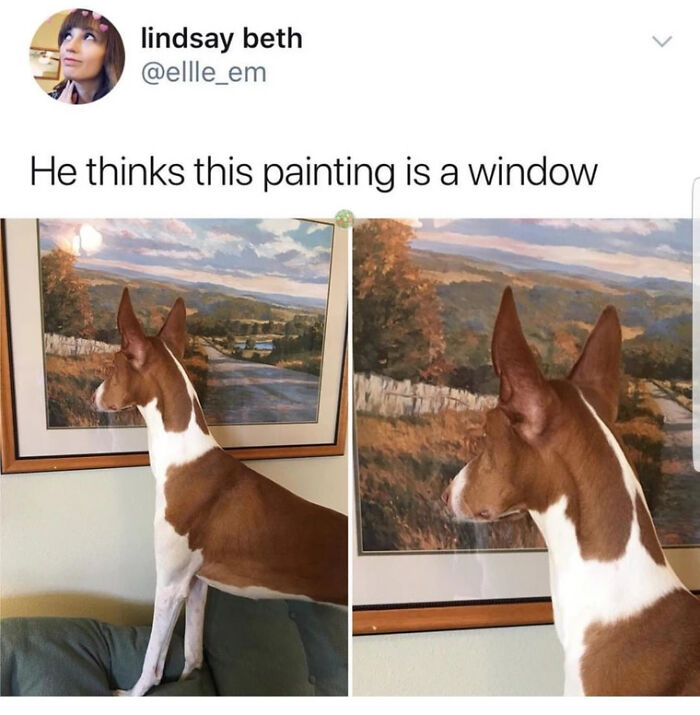 The 60 Funniest Animal Pics That Will Totally Make Your Day