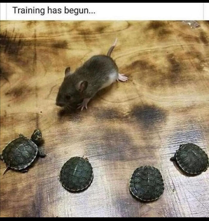 The 60 Funniest Animal Pics That Will Totally Make Your Day