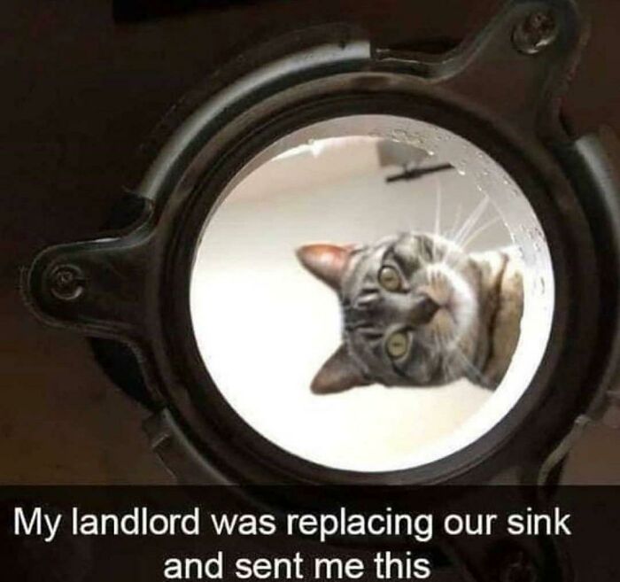 The 60 Funniest Animal Pics That Will Totally Make Your Day