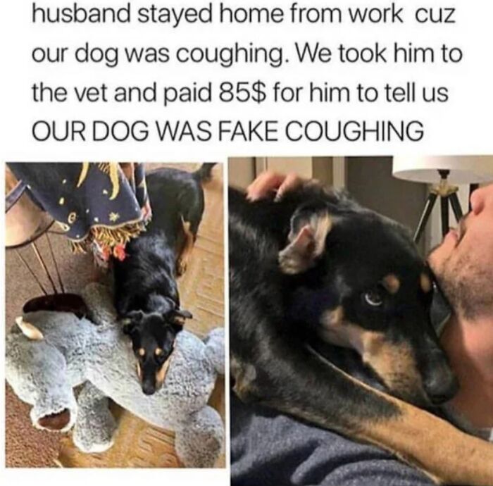 The 60 Funniest Animal Pics That Will Totally Make Your Day