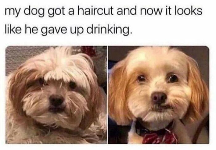 The 60 Funniest Animal Pics That Will Totally Make Your Day