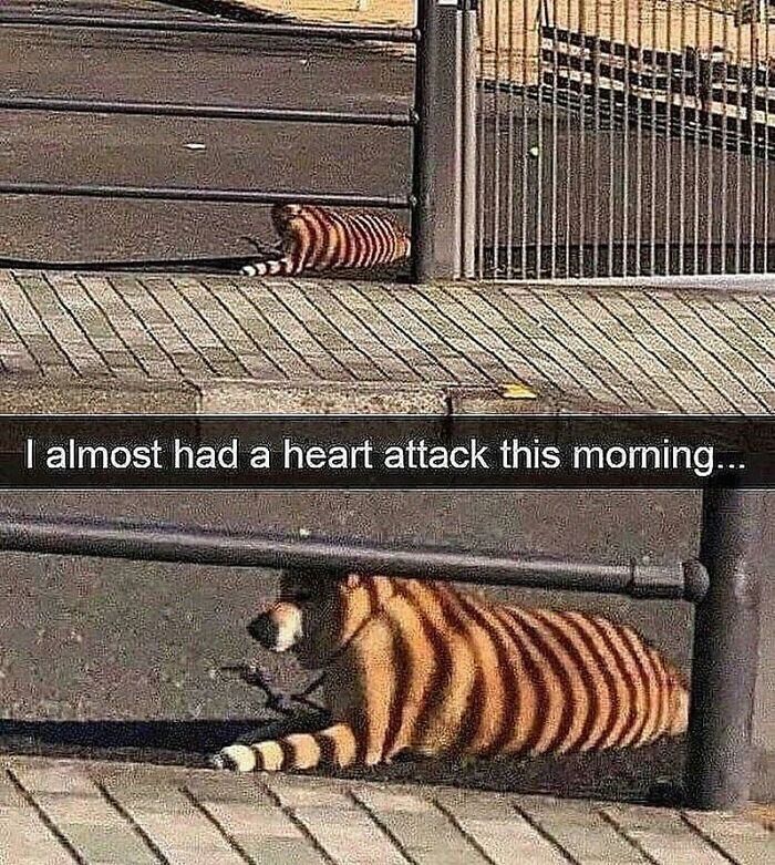 The 60 Funniest Animal Pics That Will Totally Make Your Day