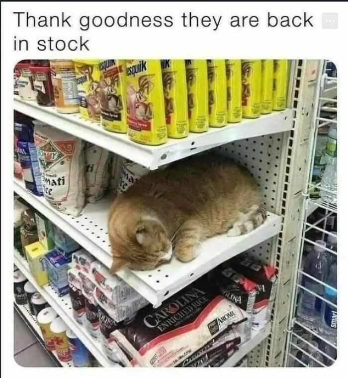 The 60 Funniest Animal Pics That Will Totally Make Your Day