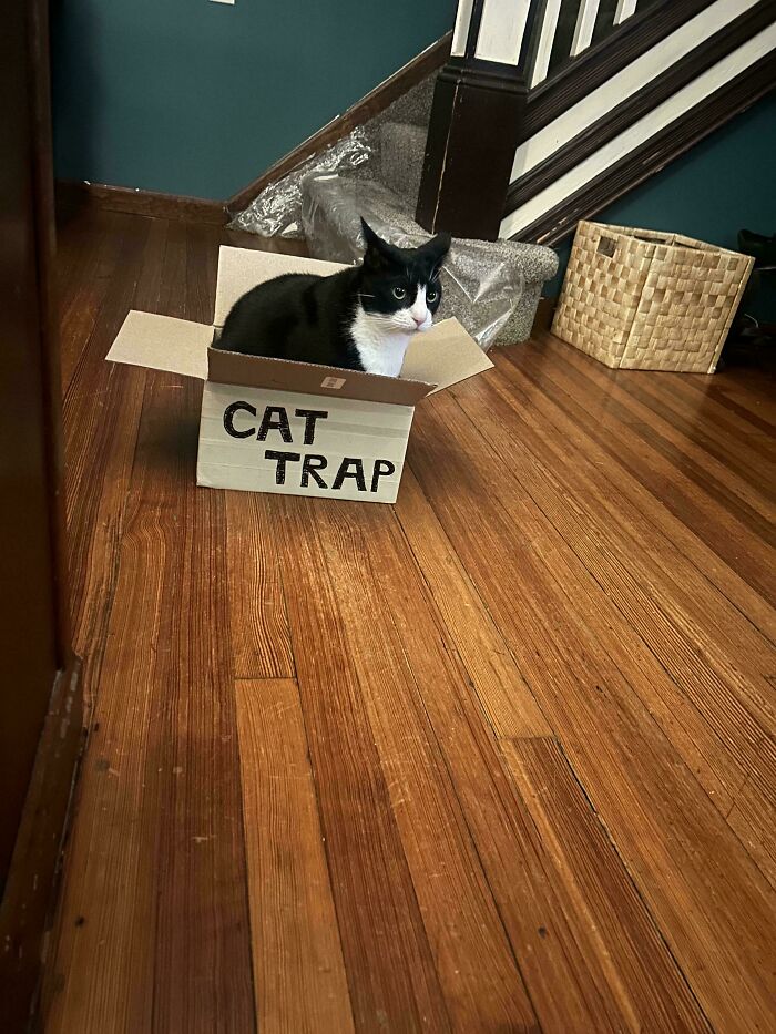 The 60 Funniest Animal Pics That Will Totally Make Your Day