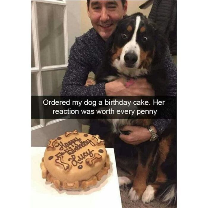 The 60 Funniest Animal Pics That Will Totally Make Your Day