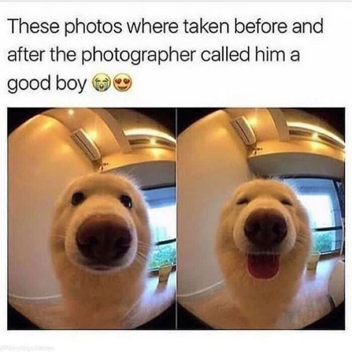 The 60 Funniest Animal Pics That Will Totally Make Your Day