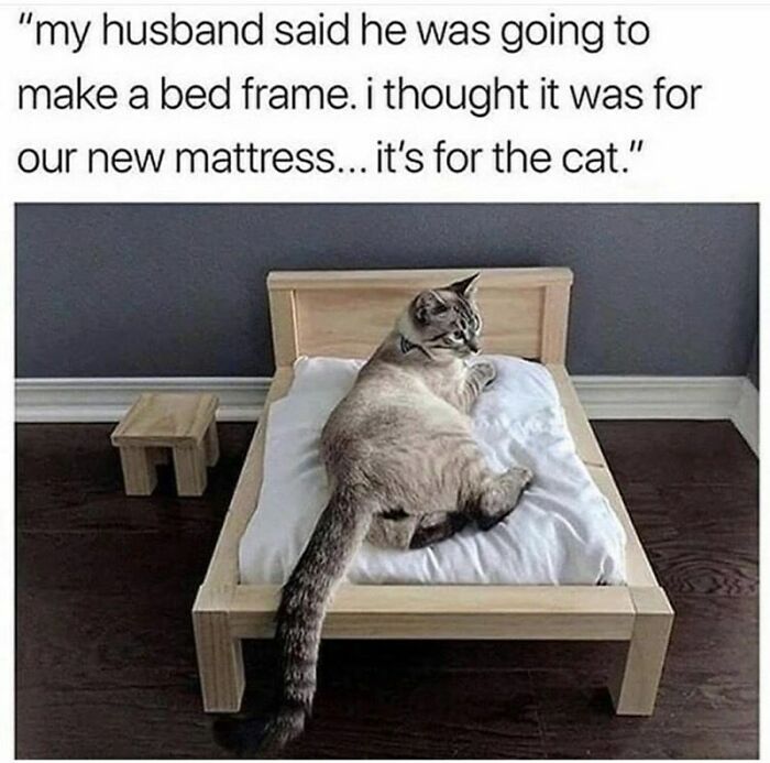 The 60 Funniest Animal Pics That Will Totally Make Your Day