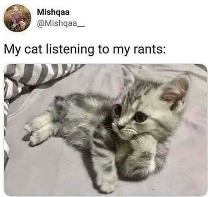 The 60 Funniest Animal Pics That Will Totally Make Your Day