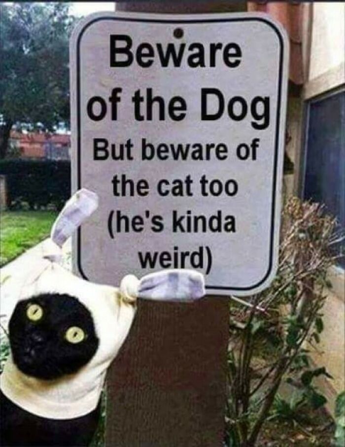 The 60 Funniest Animal Pics That Will Totally Make Your Day