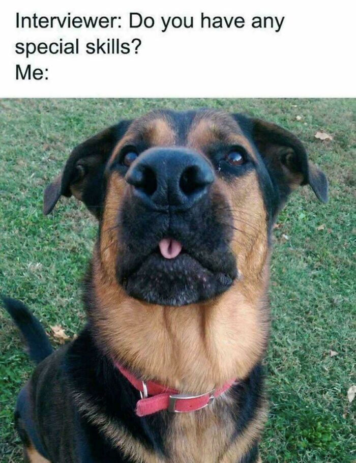 The 60 Funniest Animal Pics That Will Totally Make Your Day