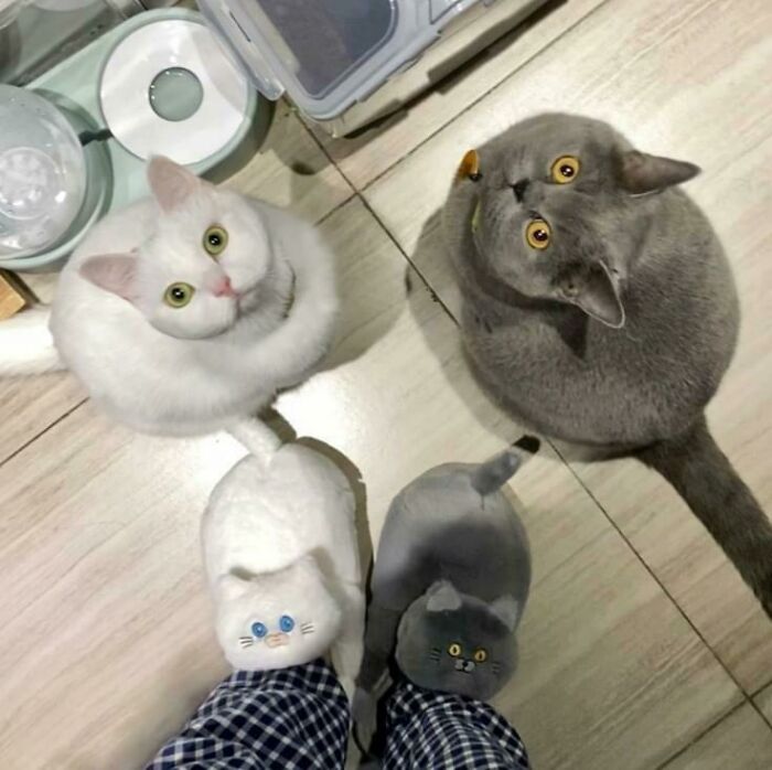 The 60 Funniest Animal Pics That Will Totally Make Your Day