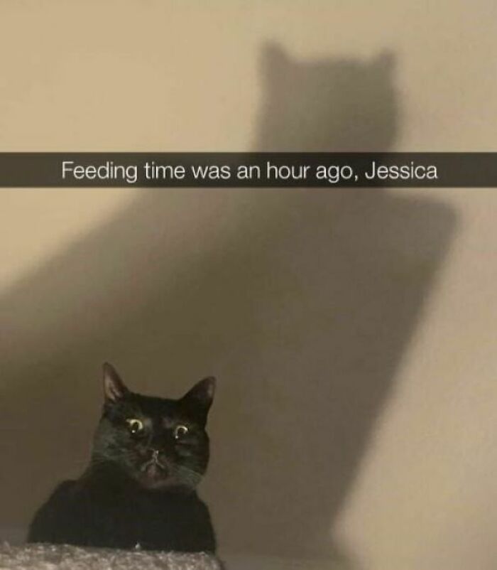 The 60 Funniest Animal Pics That Will Totally Make Your Day