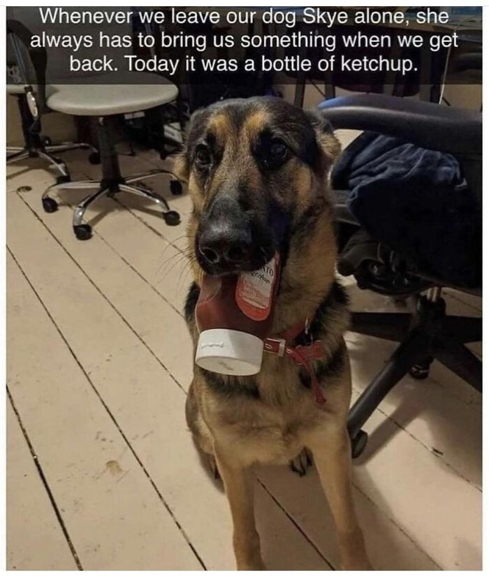 The 60 Funniest Animal Pics That Will Totally Make Your Day