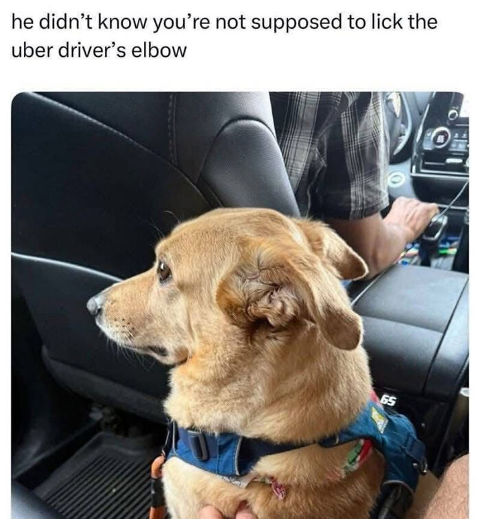 The 60 Funniest Animal Pics That Will Totally Make Your Day