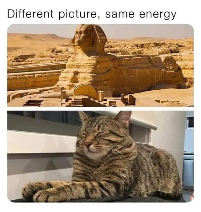 The 60 Funniest Animal Pics That Will Totally Make Your Day