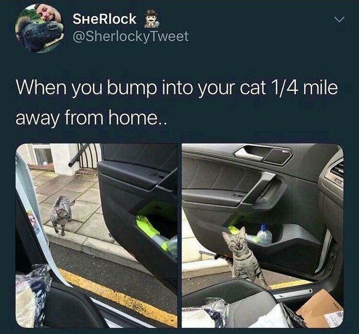 The 60 Funniest Animal Pics That Will Totally Make Your Day