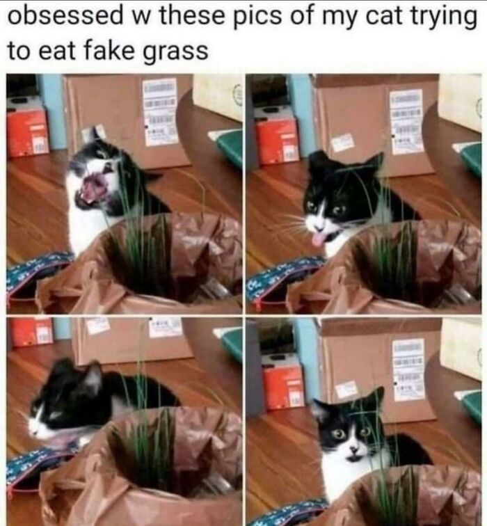The 60 Funniest Animal Pics That Will Totally Make Your Day